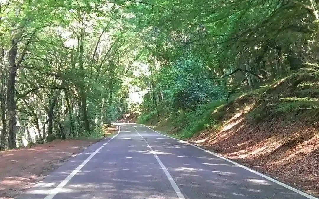 Forests