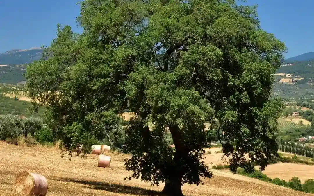Maremma