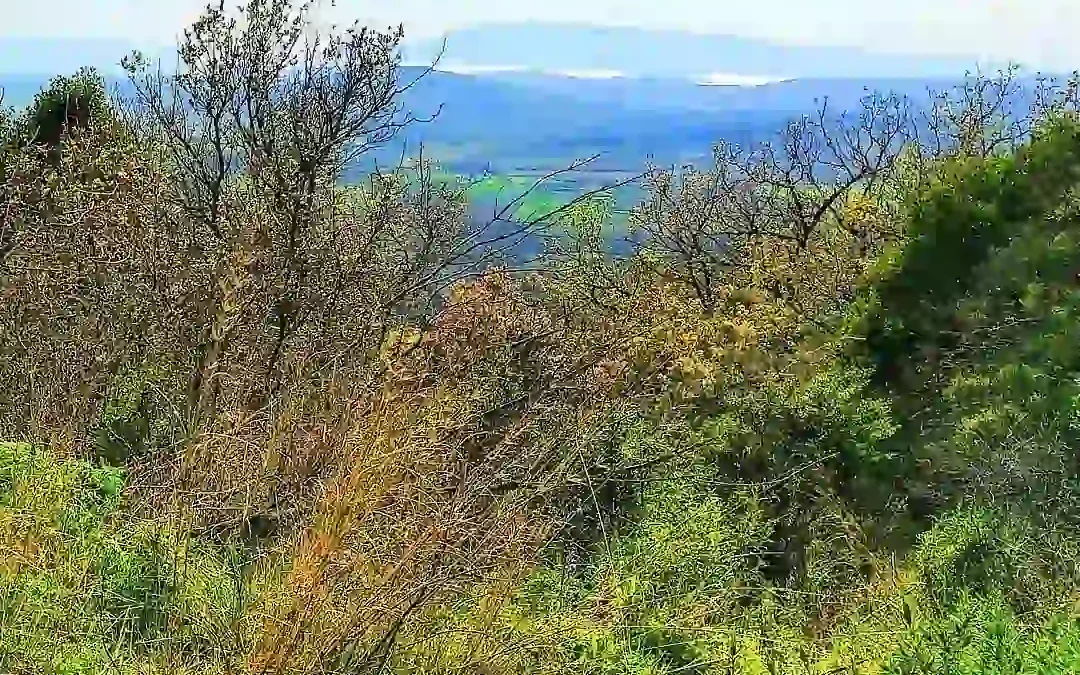 Monteti