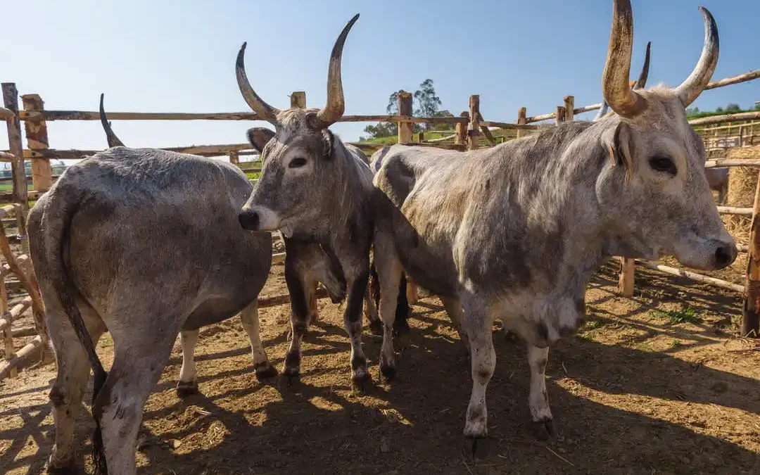 Maremmana cows