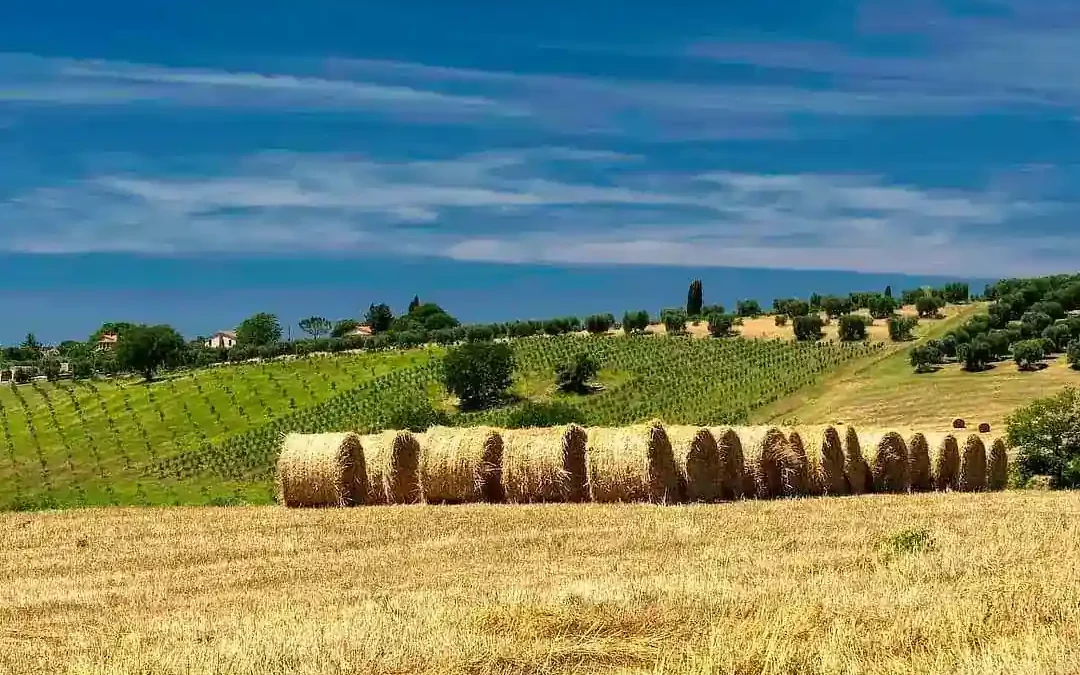 Maremma