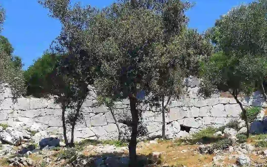 Cosa
