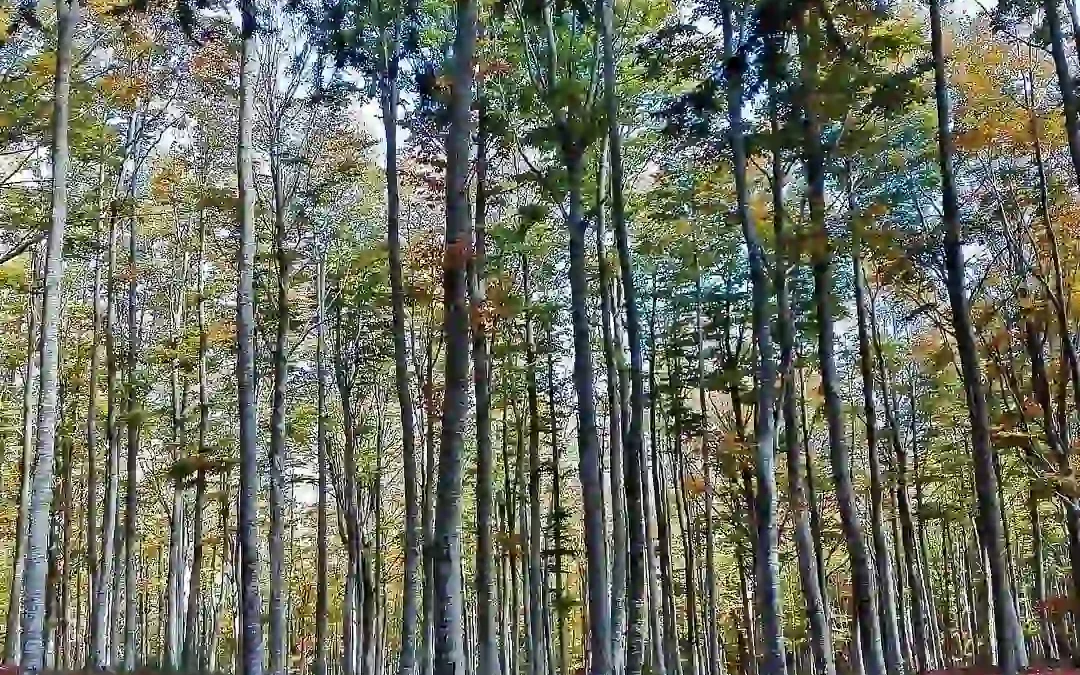 Amiata