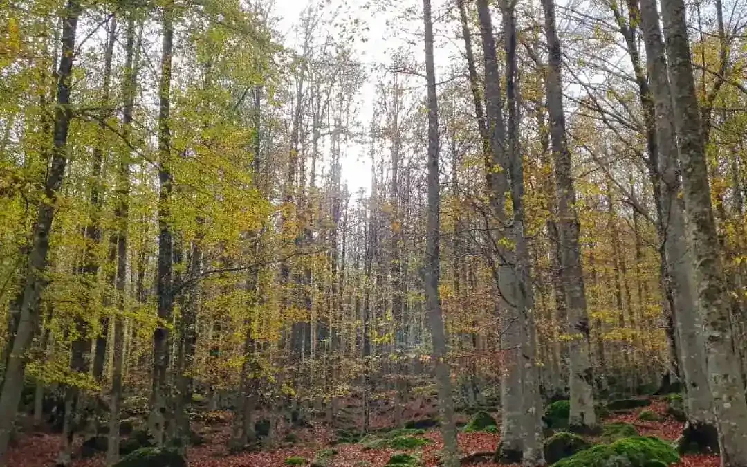 Monte Amiata