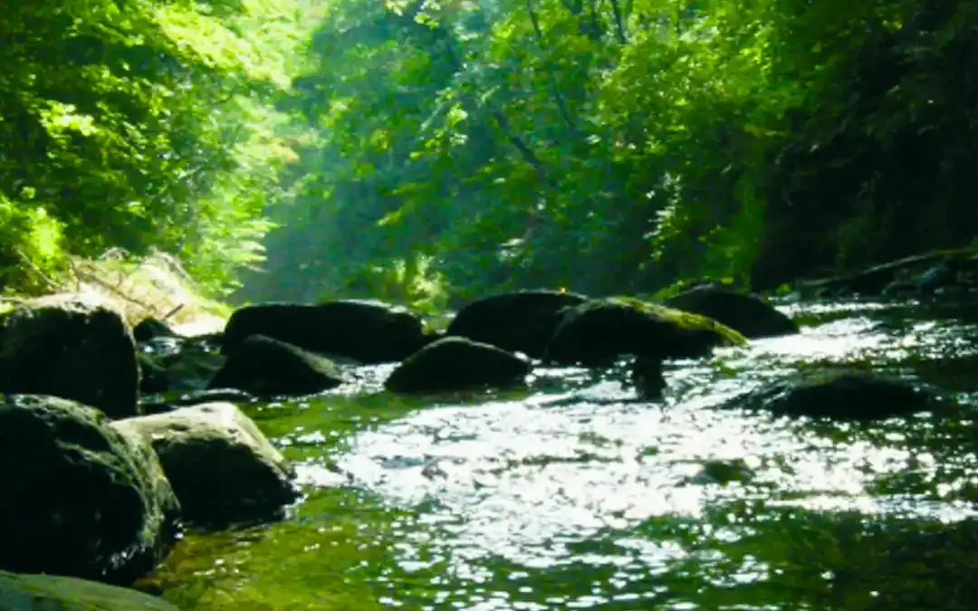 Selva del Lamone