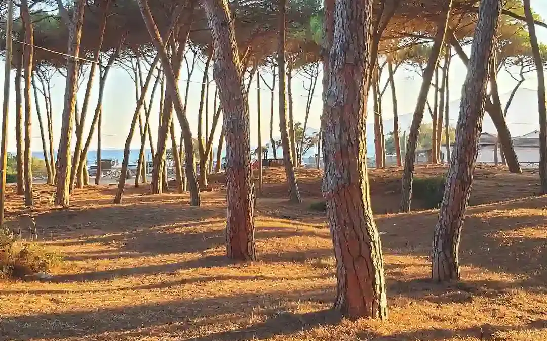 Feniglia