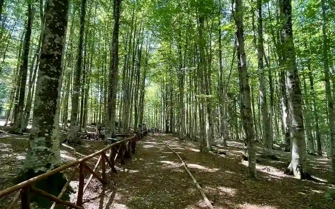 Monte Amiata forests