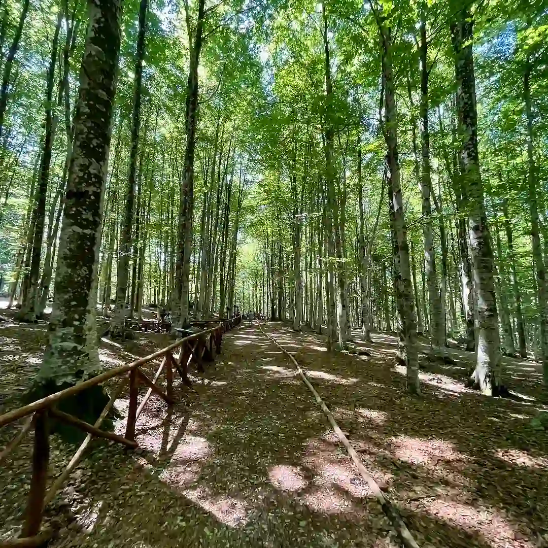 Monte Amiata forests